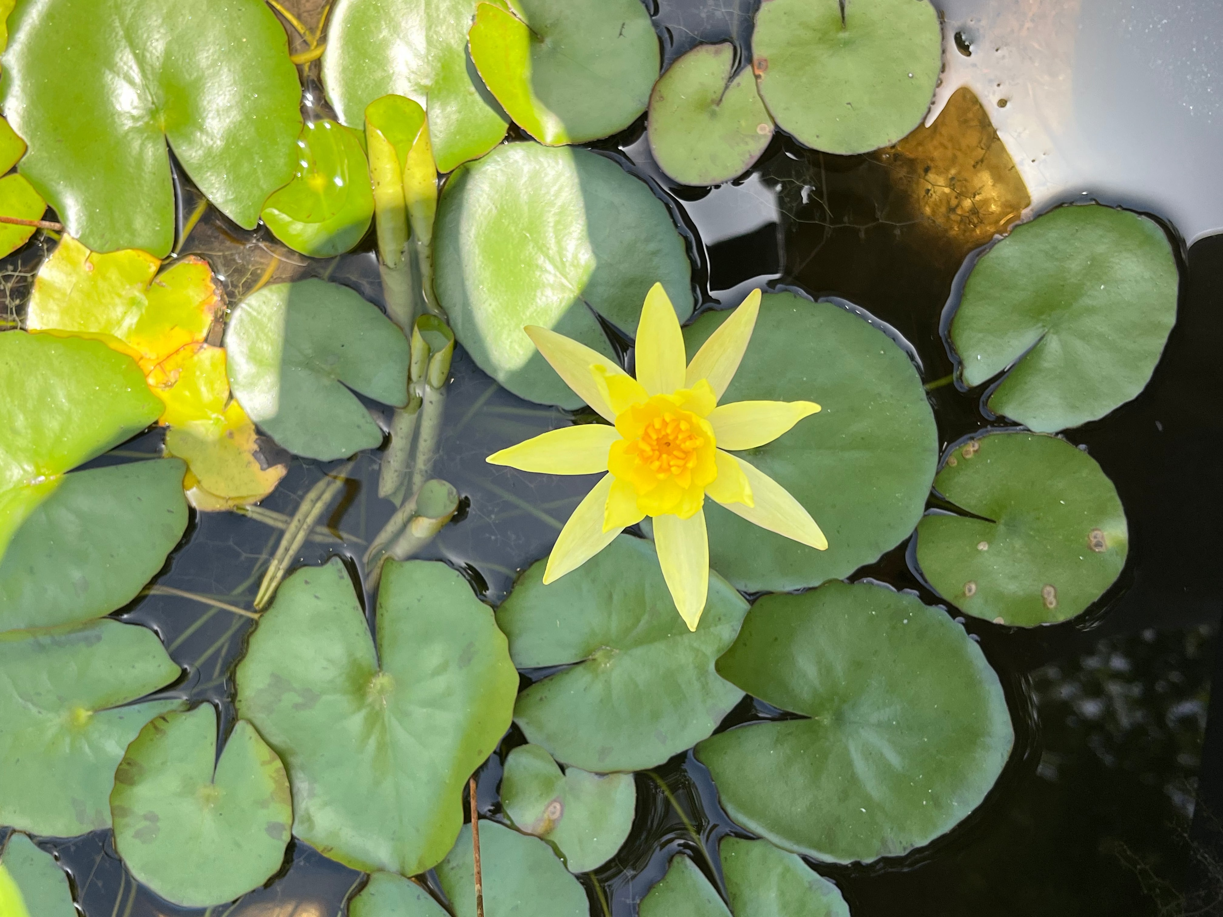 Yellow water lily flower surrounded by green lily pads on water