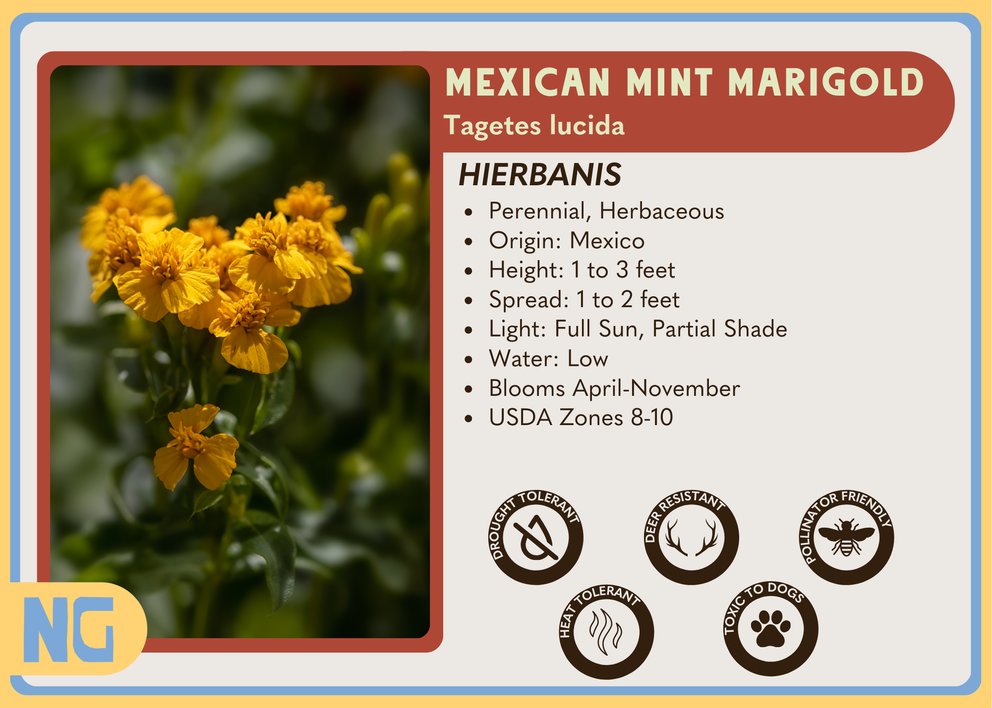 mexican mint marigold seeds Mexican mint marigold