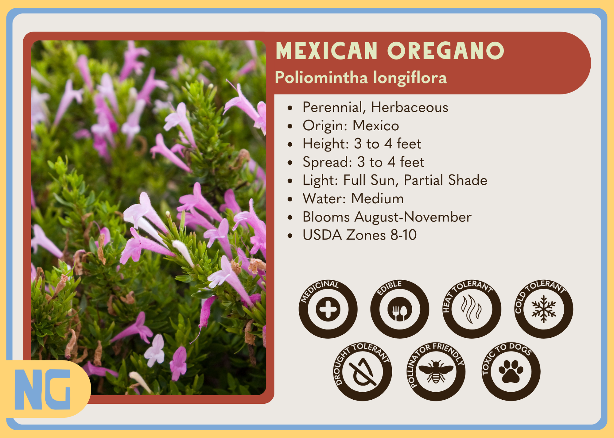 mexican oregano seeds for planting Mexican Oregano