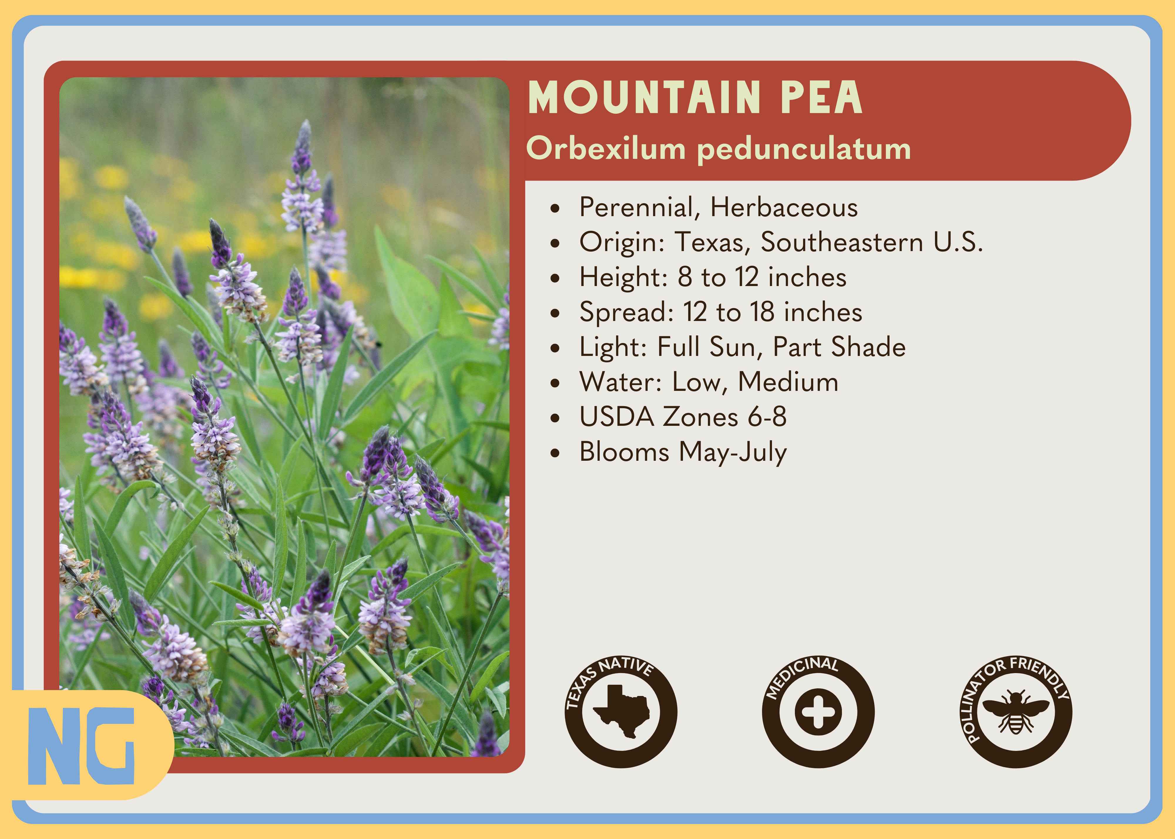 Mountain Pea