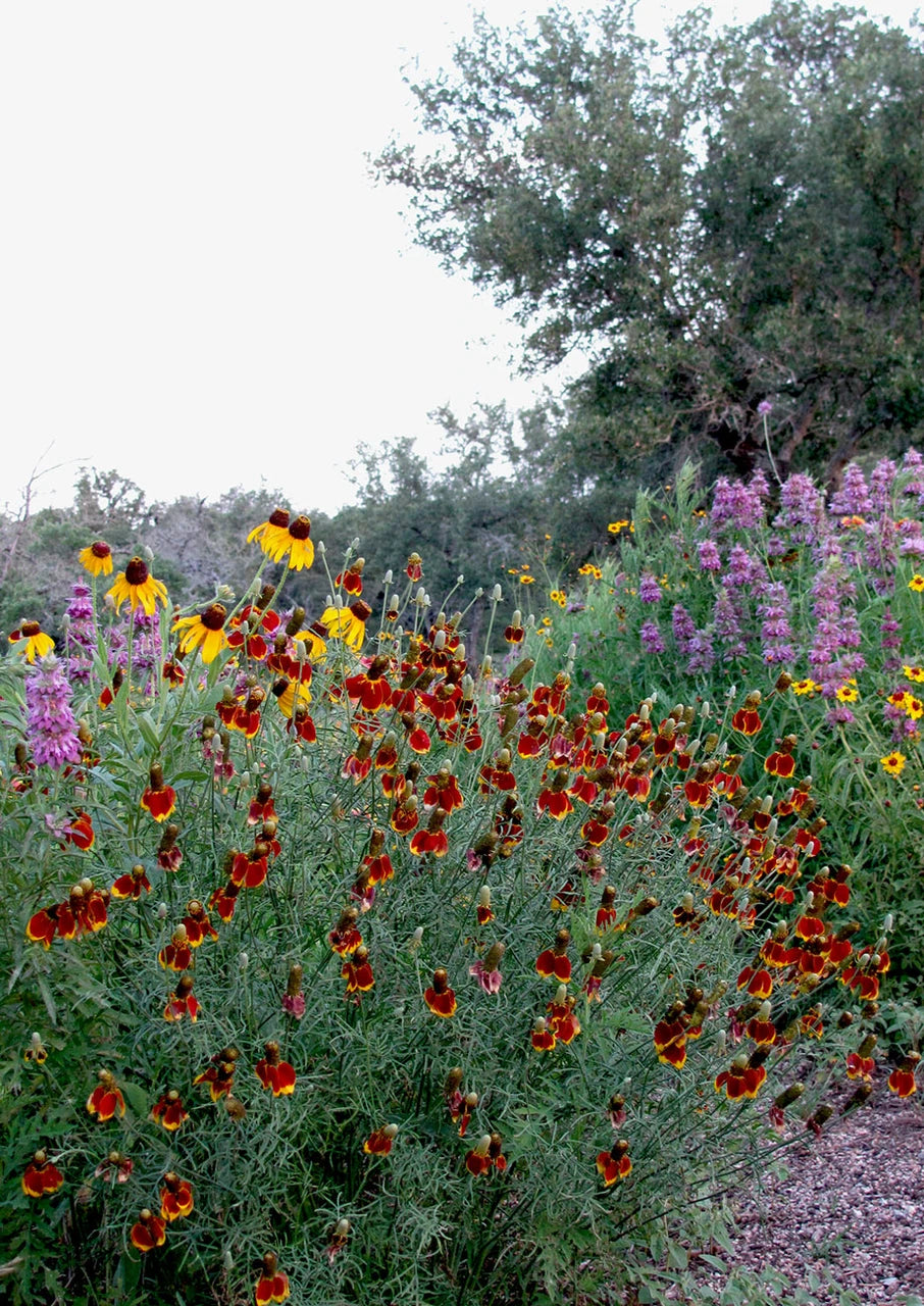 Mexican Hat Seeds