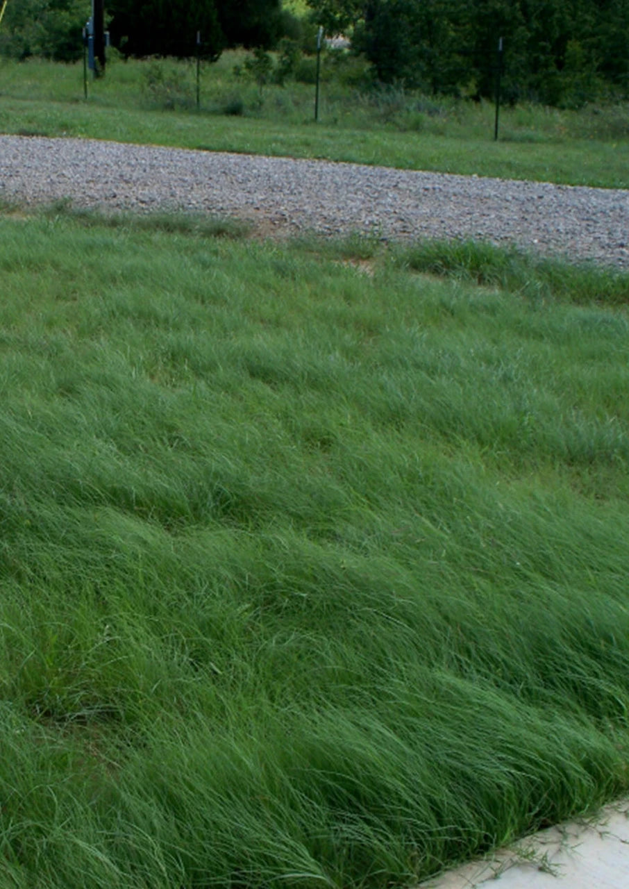 Native Sun Turf Mix