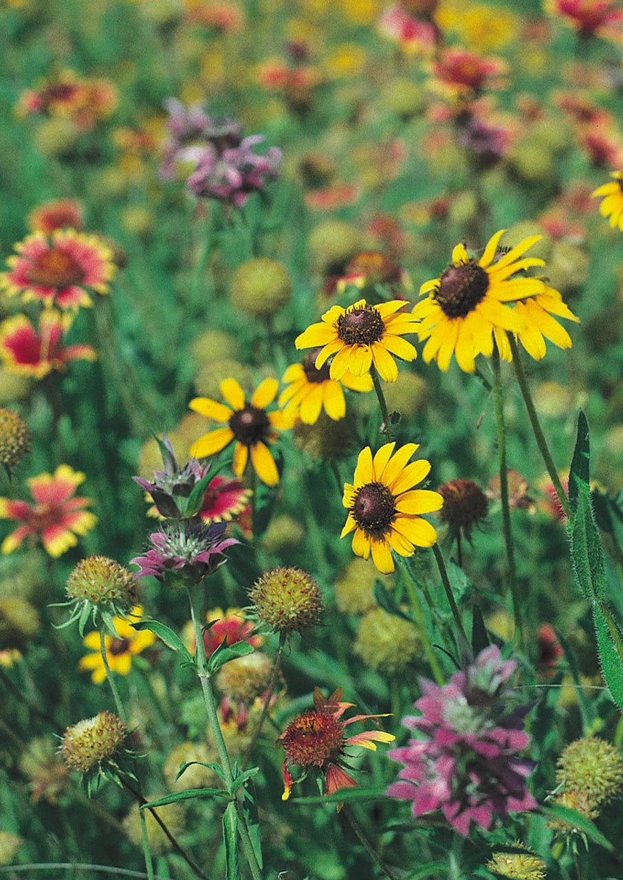 Native Texas Mix