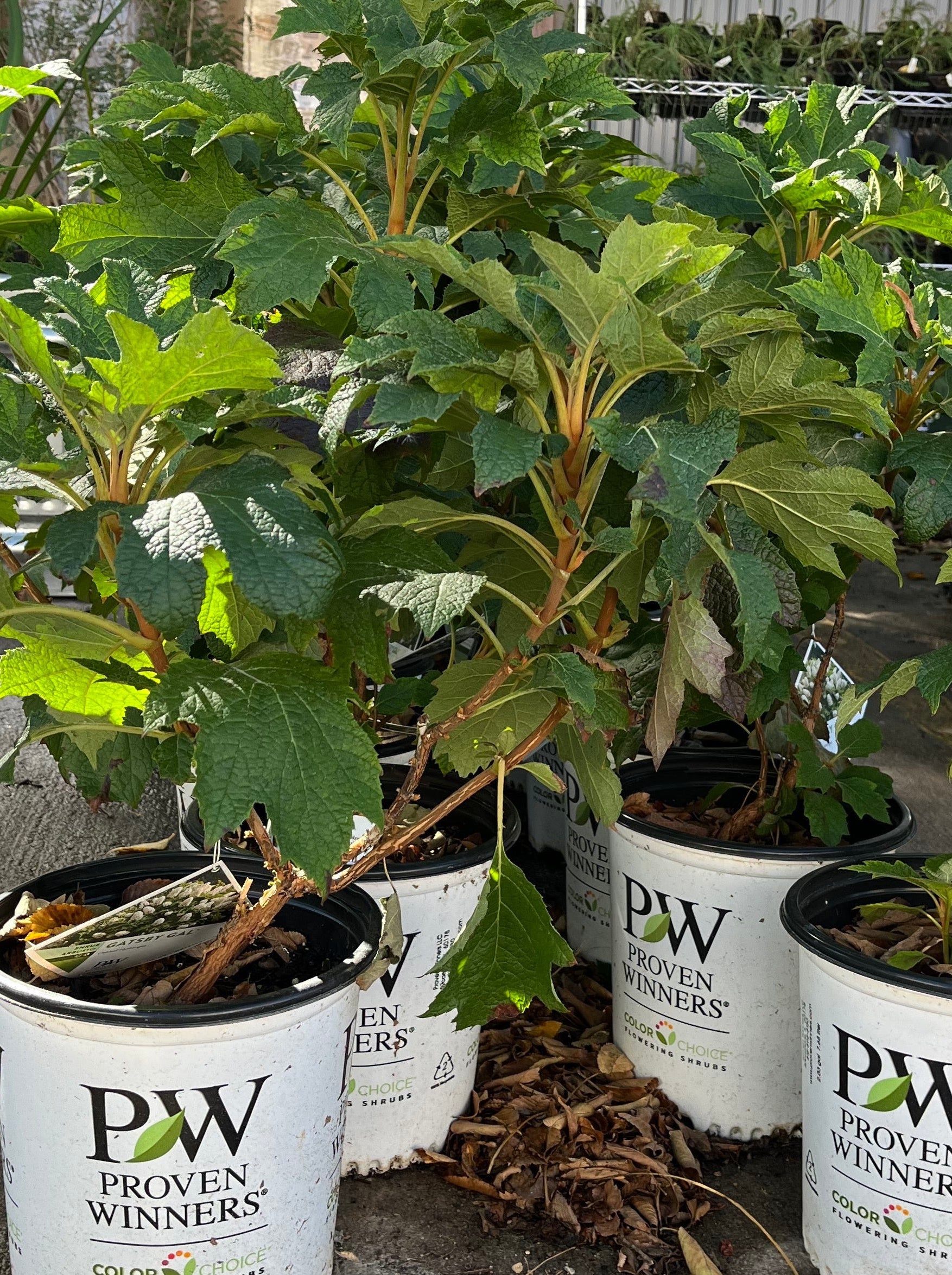 Texas native plant nursery