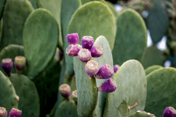 Spineless Prickly Pear
