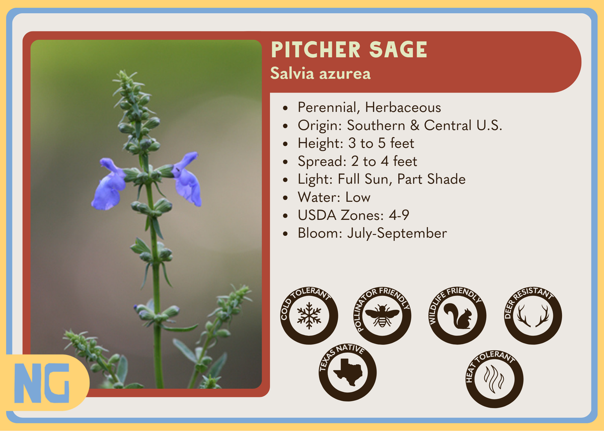 Pitcher Sage