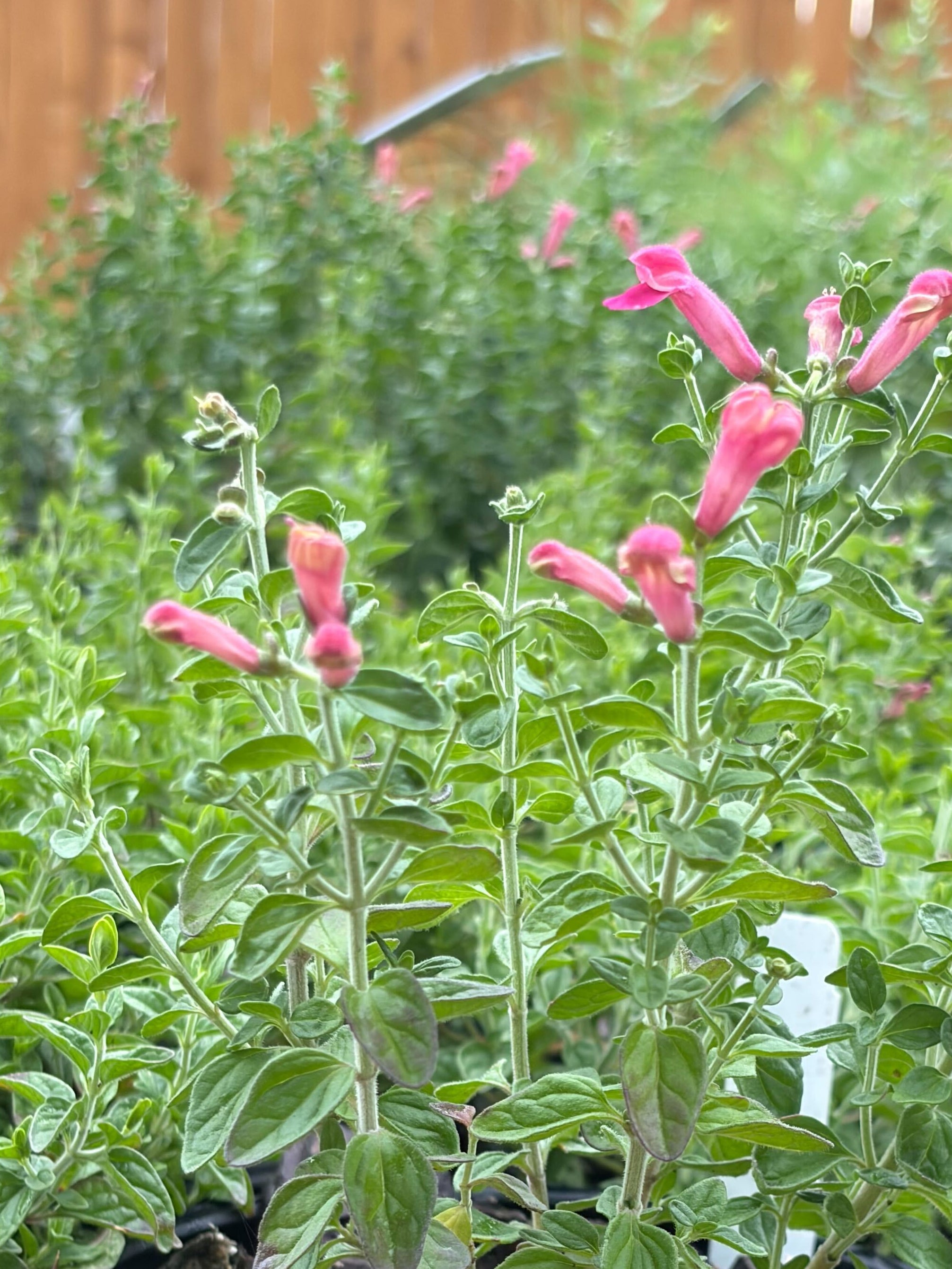 Texas Native Plant Nursery Shop