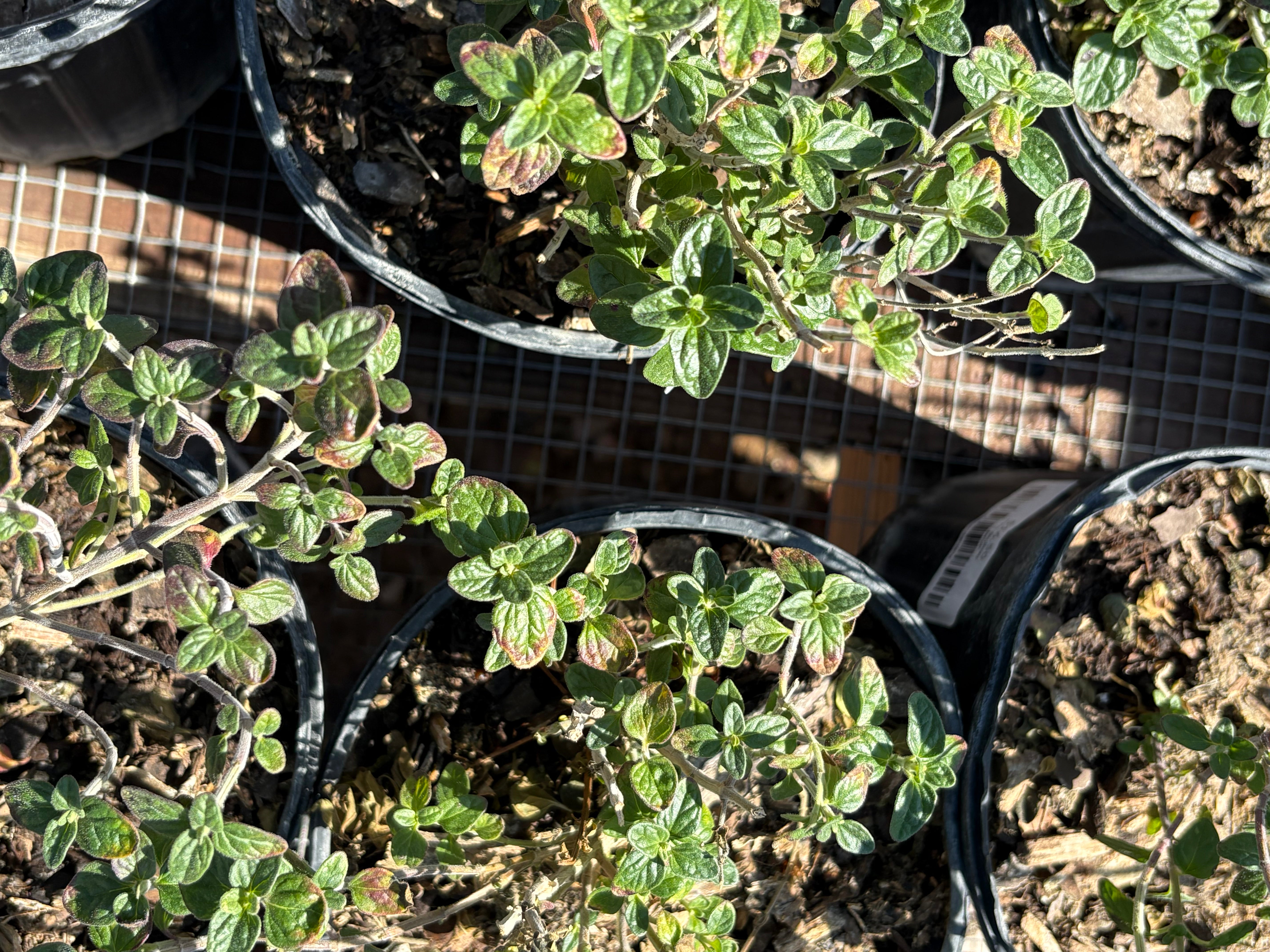 Texas Native Plant Nursery