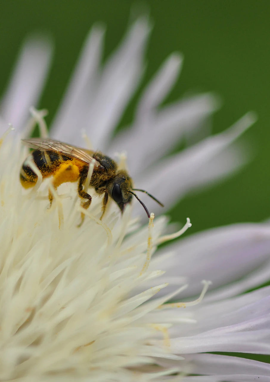 Pollinator Essentials Mix