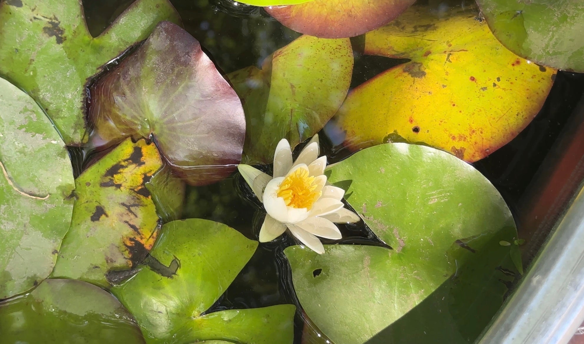 White water lily flower with green leaves in a pond