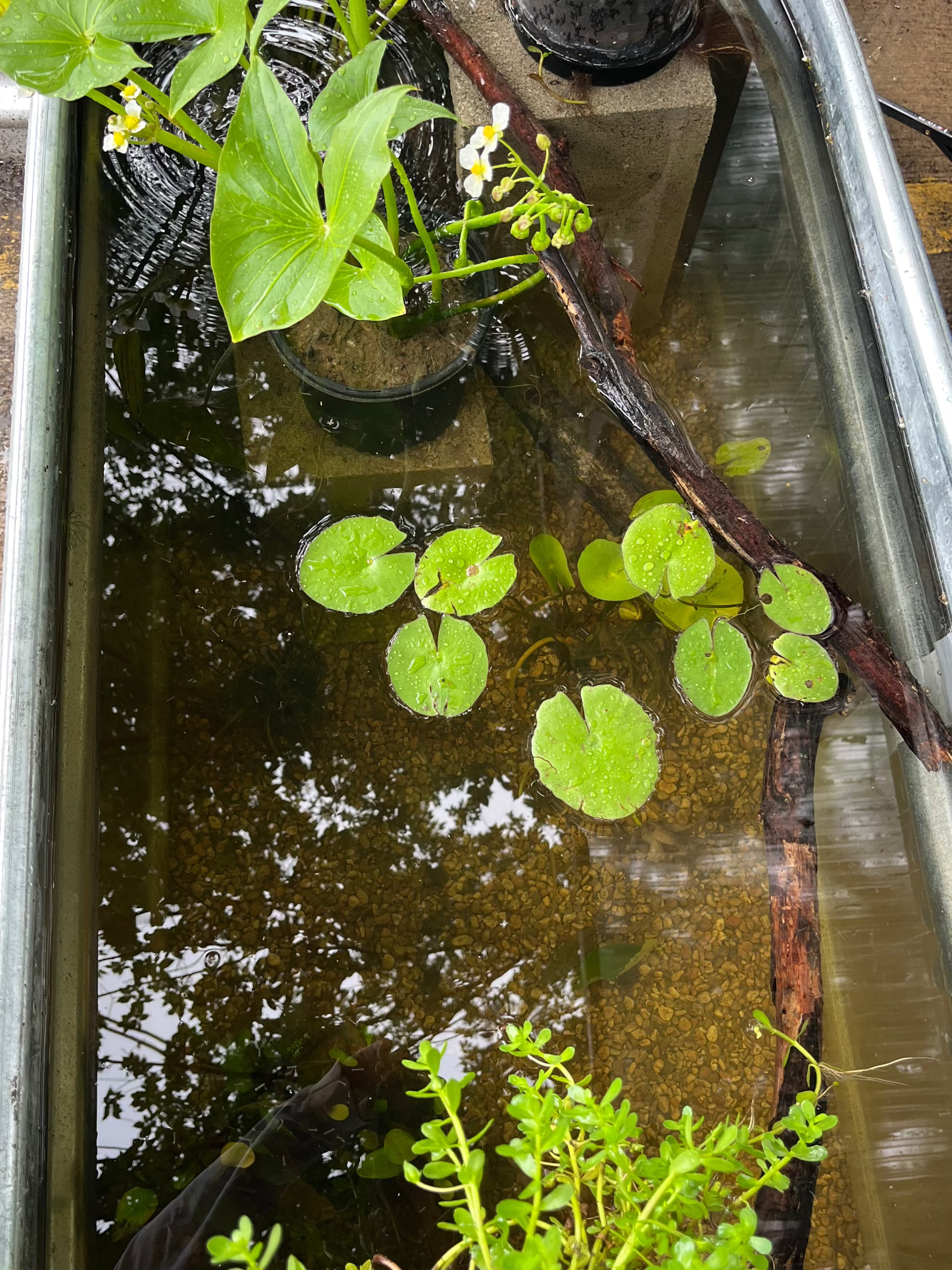 Small pond with water lilies and plants in a metal container.