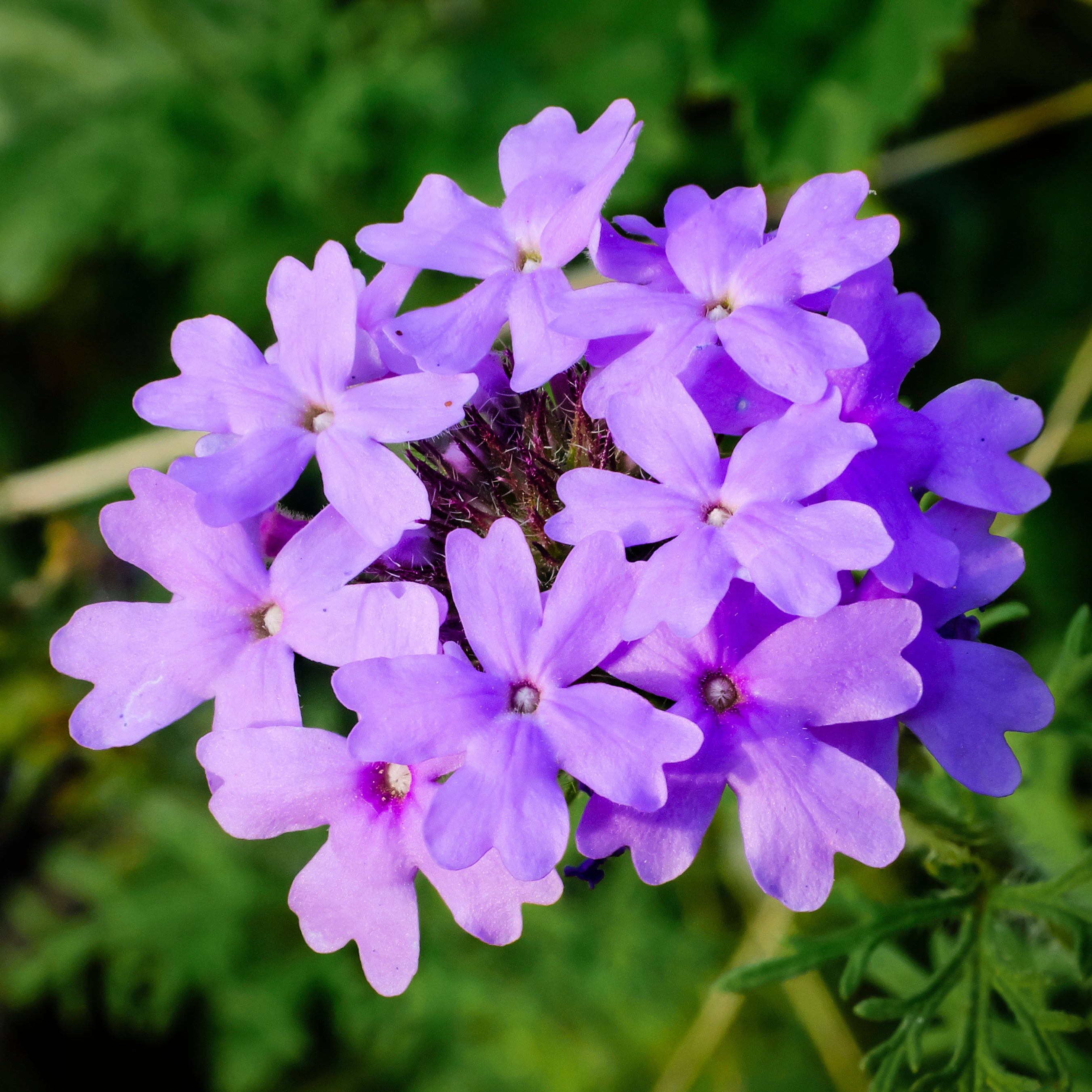 Rose Vervain – Nativo Gardens
