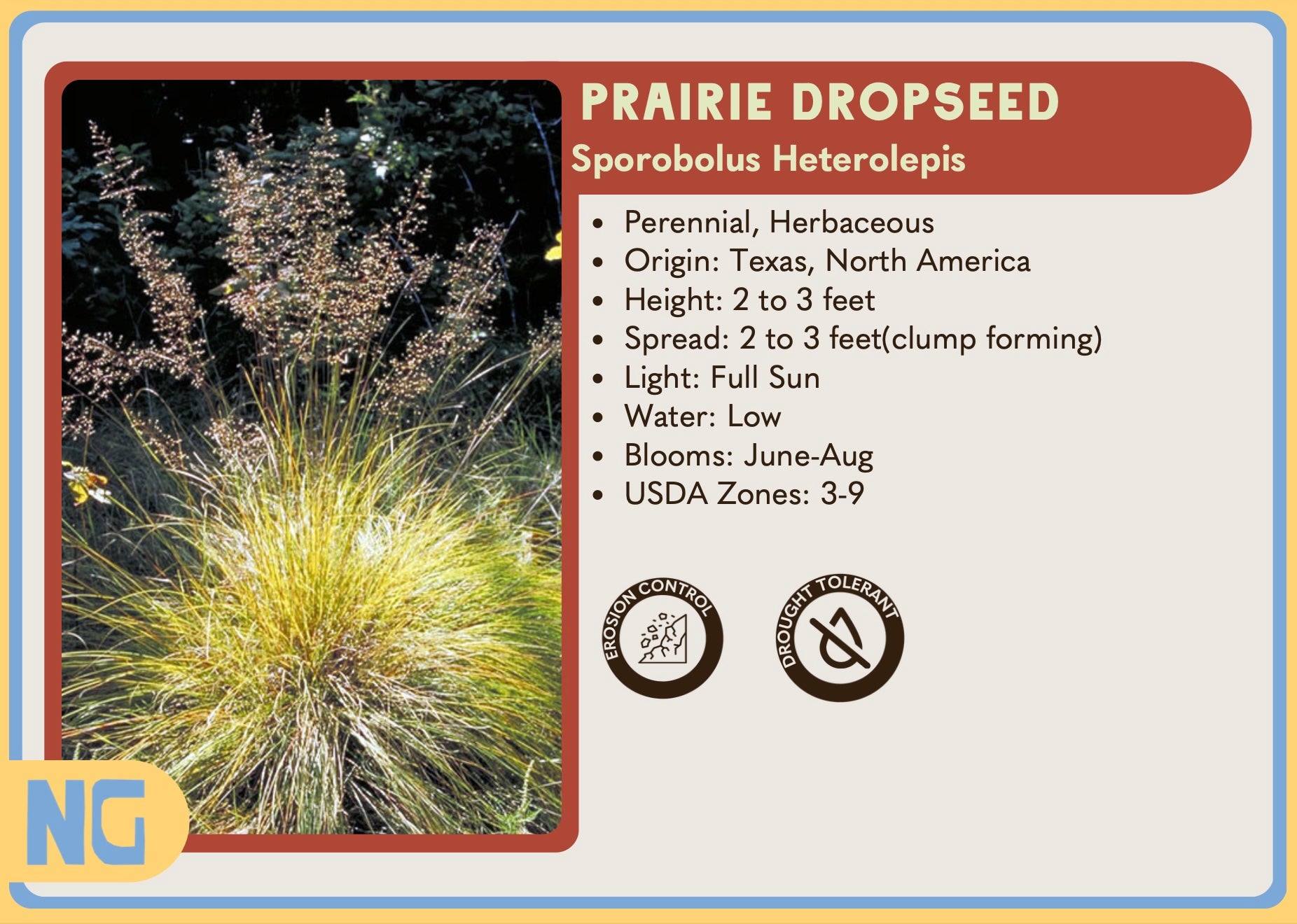 Texas Native Nursery Plant