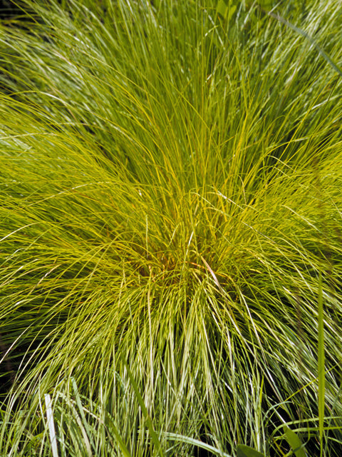 Texas Native Plant Nursery