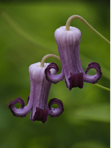 Purple Leatherflower