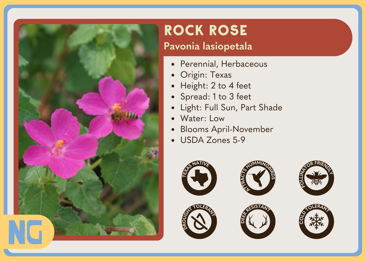 Rock Rose – Nativo Gardens