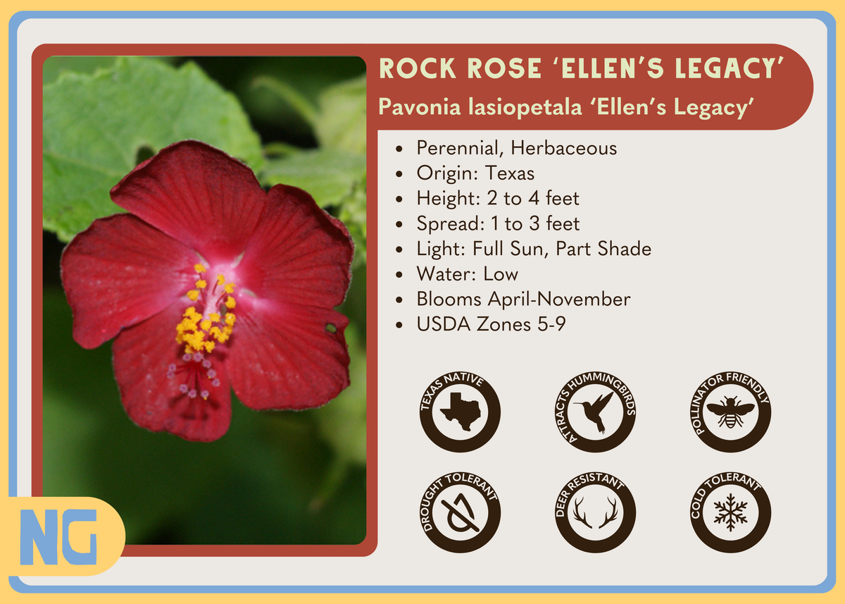 Ellen's Red Rocks Roses Rock Rose 'Ellen's Legacy' – Nativo Gardens