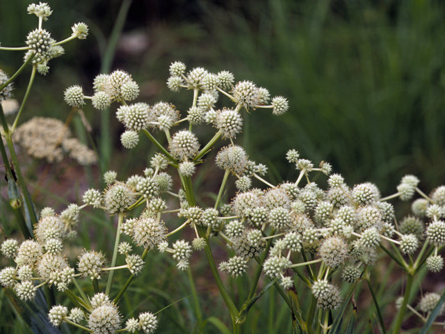 rattle snake master plant Rattlesnake Master