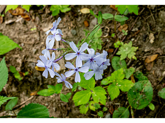 Woodland Phlox 'Blue Moon'