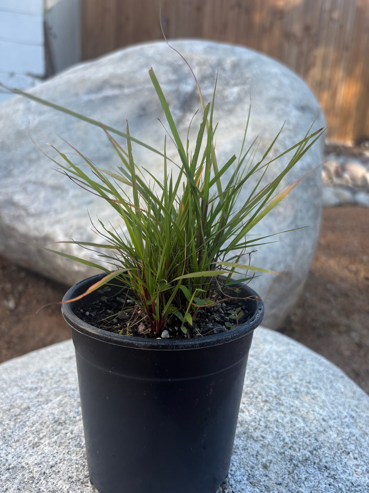 Sand Lovegrass