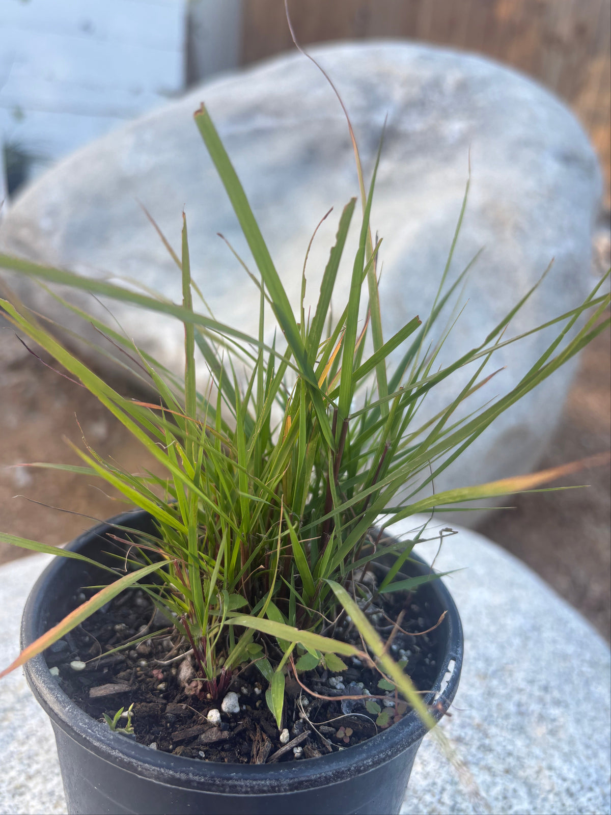 Sand Lovegrass