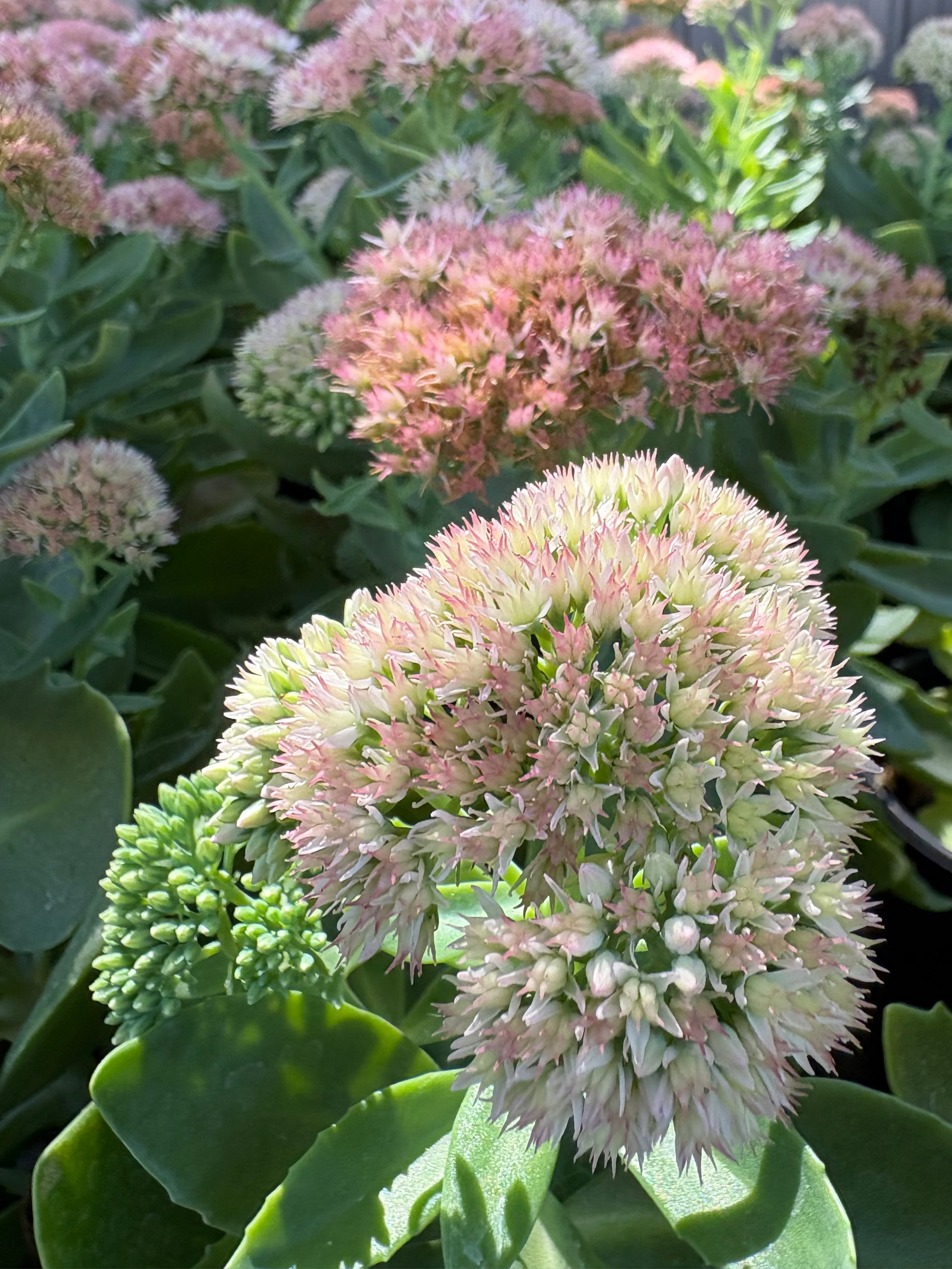 Texas Native Plant Nursery