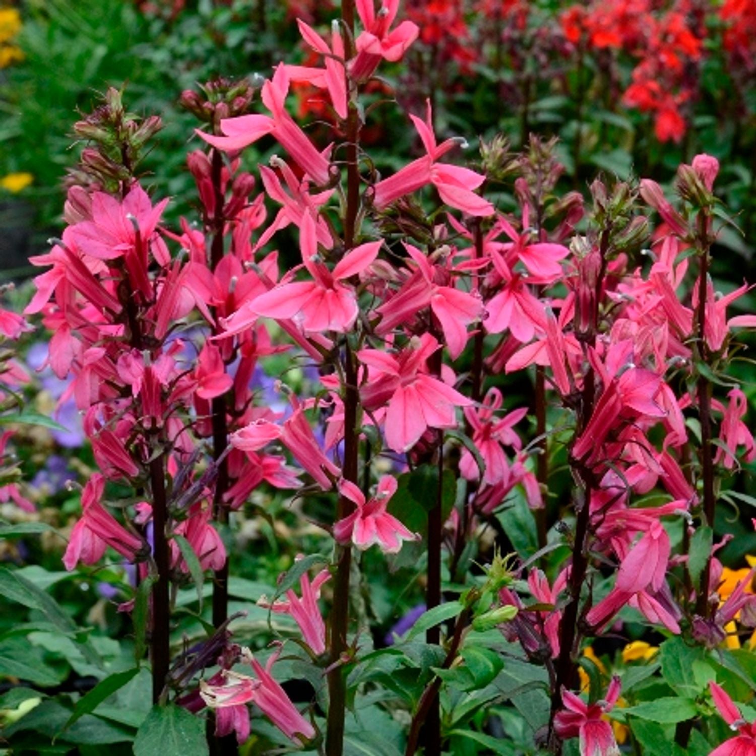Texas Native Plant Nursery Shop