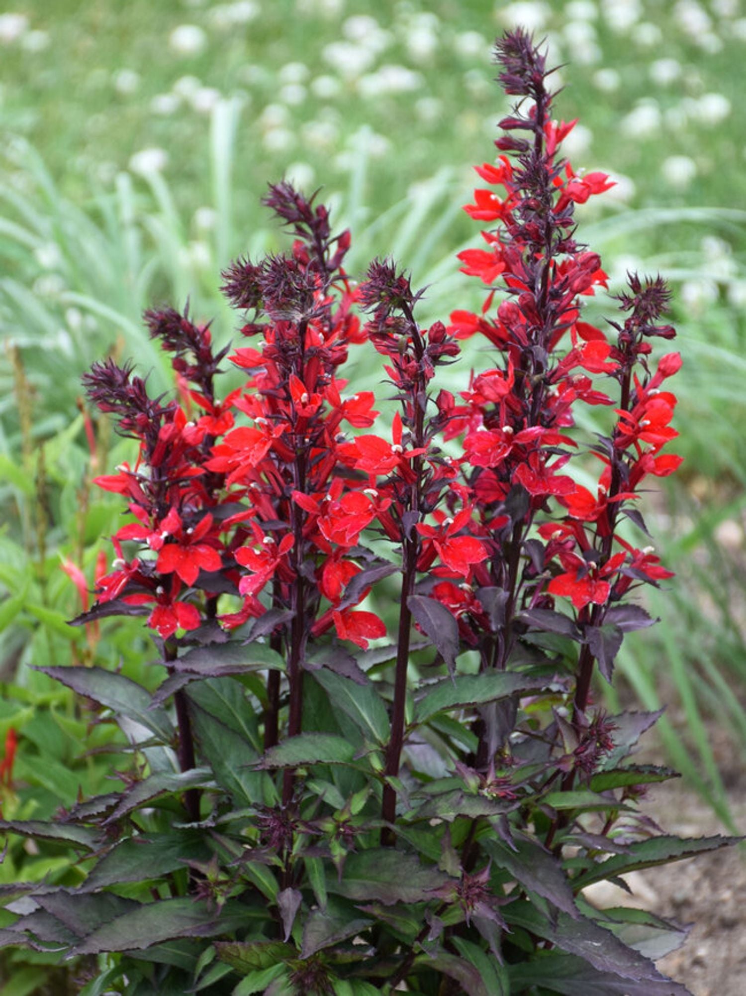 Texas Native Plant Nursery