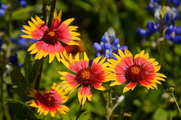 txdot wildflower seed mix Texas Wildflower Mix