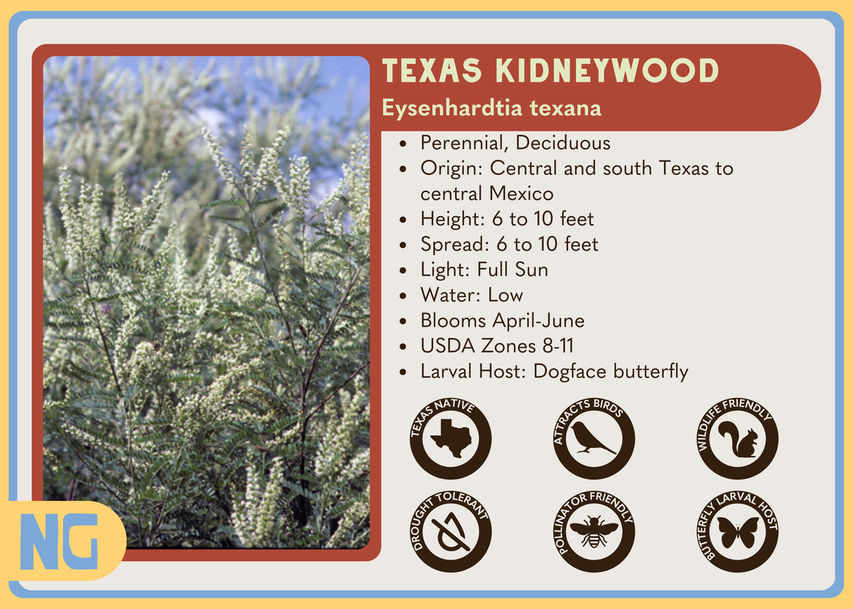 Texas Kidneywood – Nativo Gardens