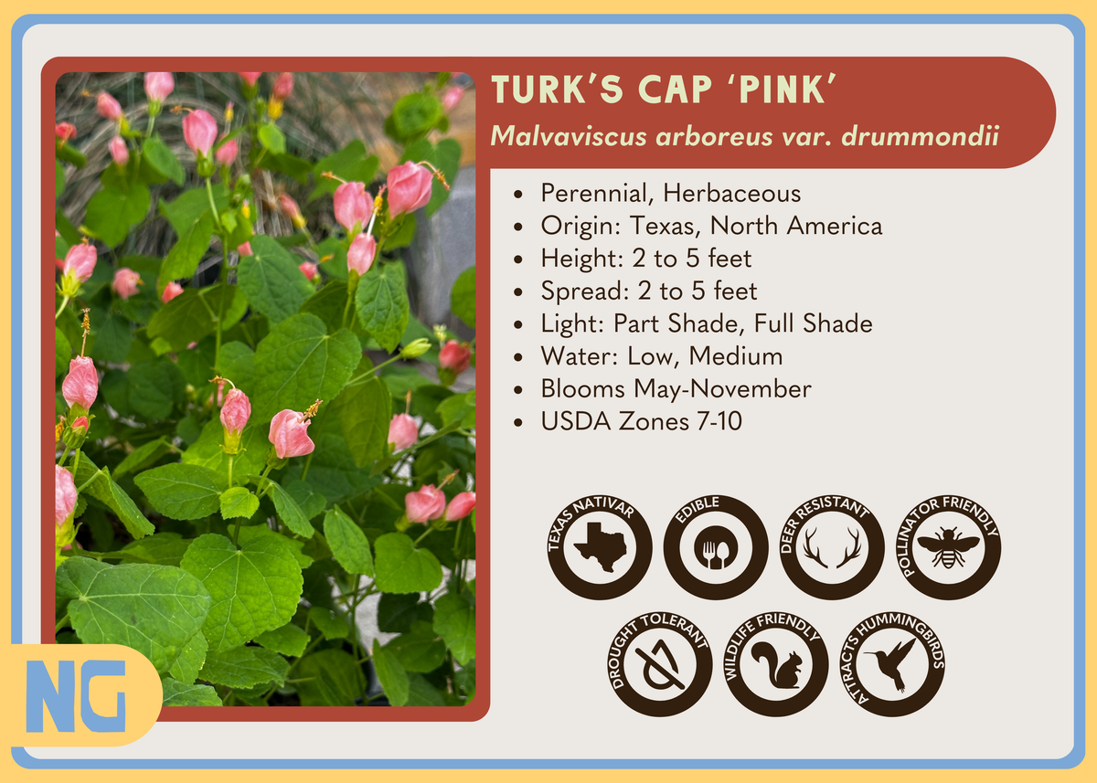 Turk's Cap Turk's Cap 'Pink' – Nativo Gardens