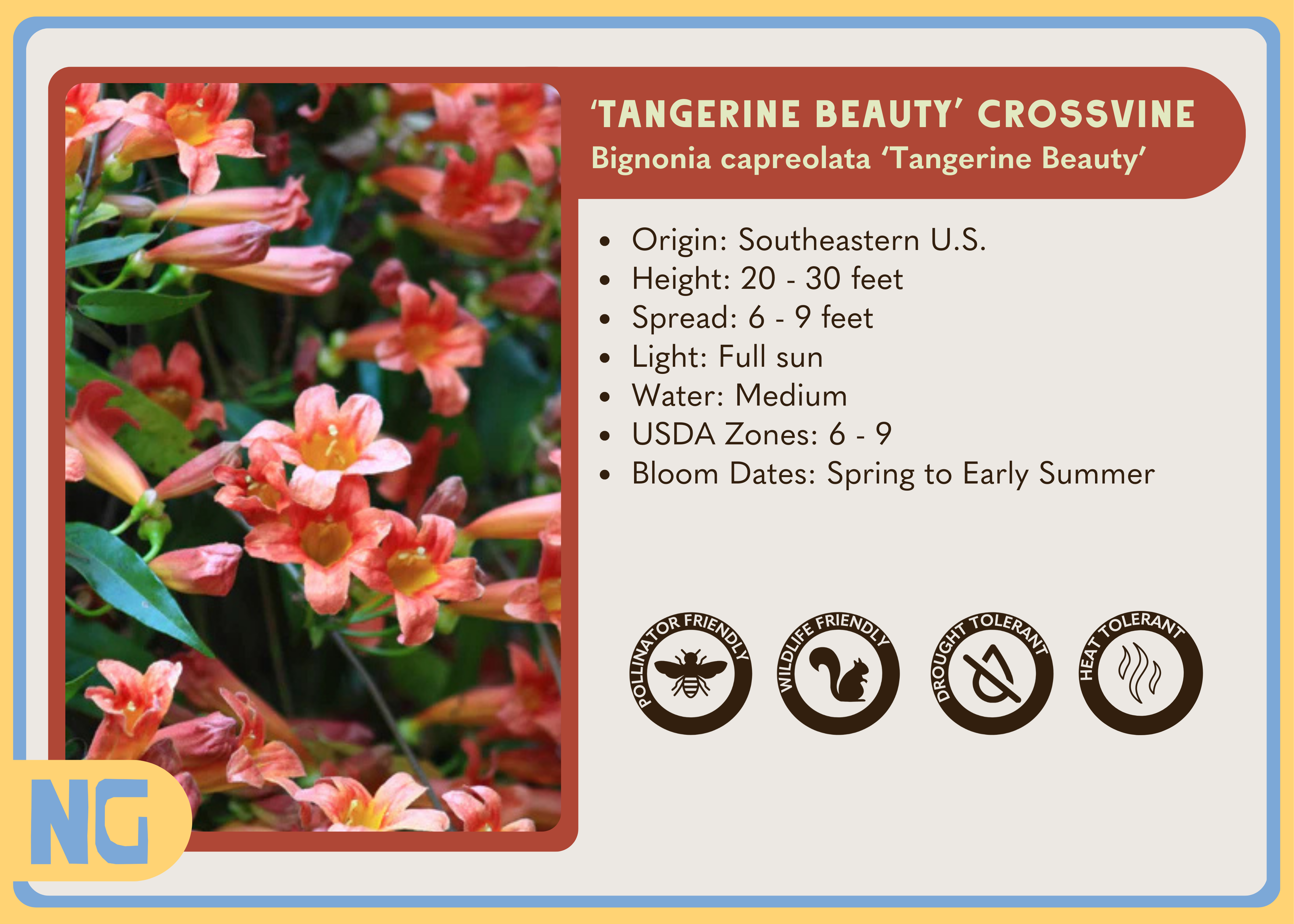 'Tangerine Beauty' Crossvine