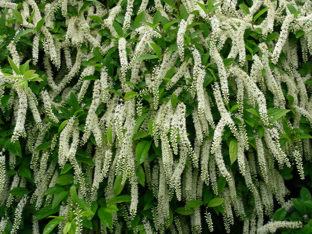 Texas Native Plant Nursery