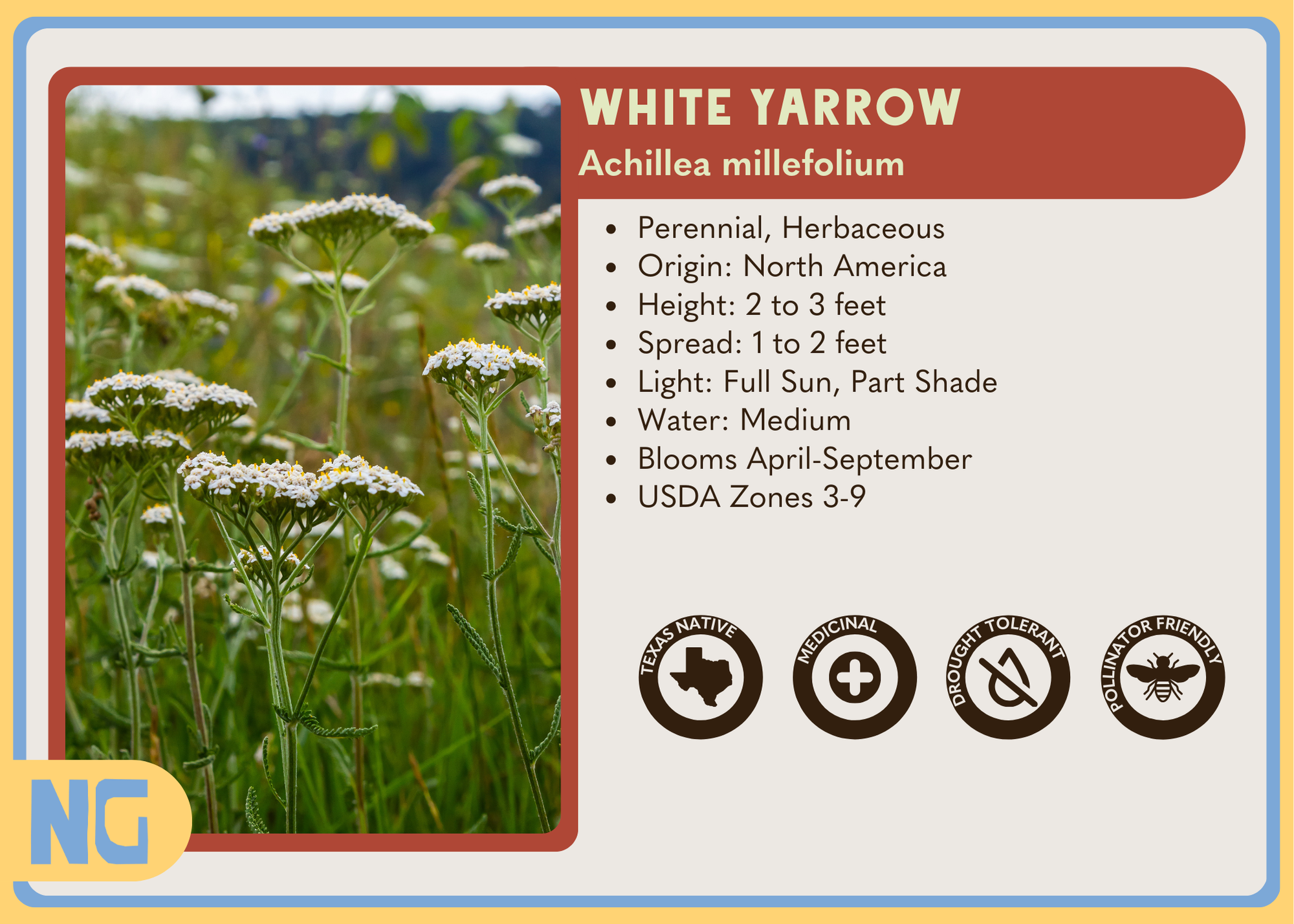 yarrow plant seeds White Yarrow
