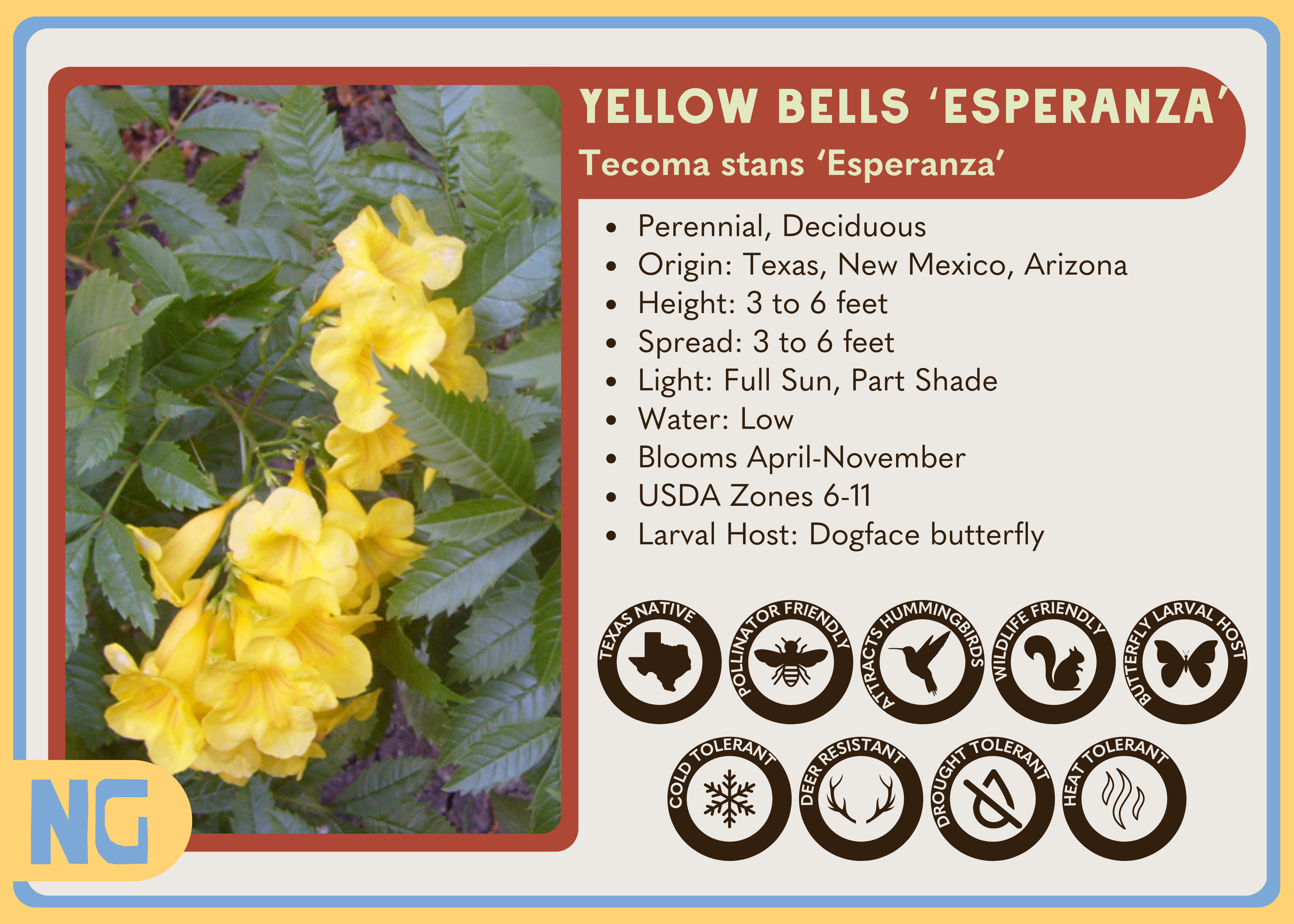 esperanza plant seeds Yellow Bells 'Esperanza'