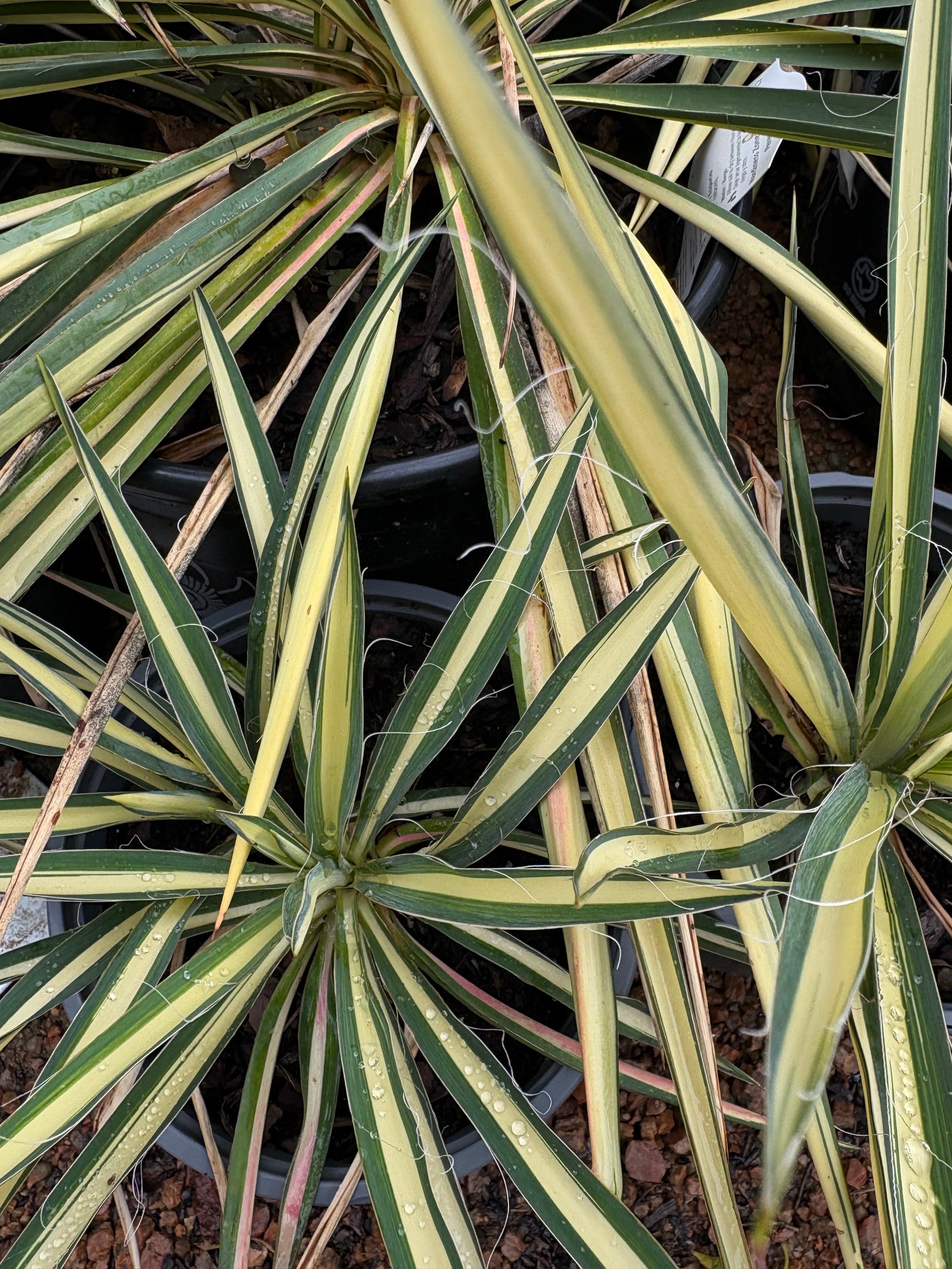 Texas Native Plant Nursery Shop