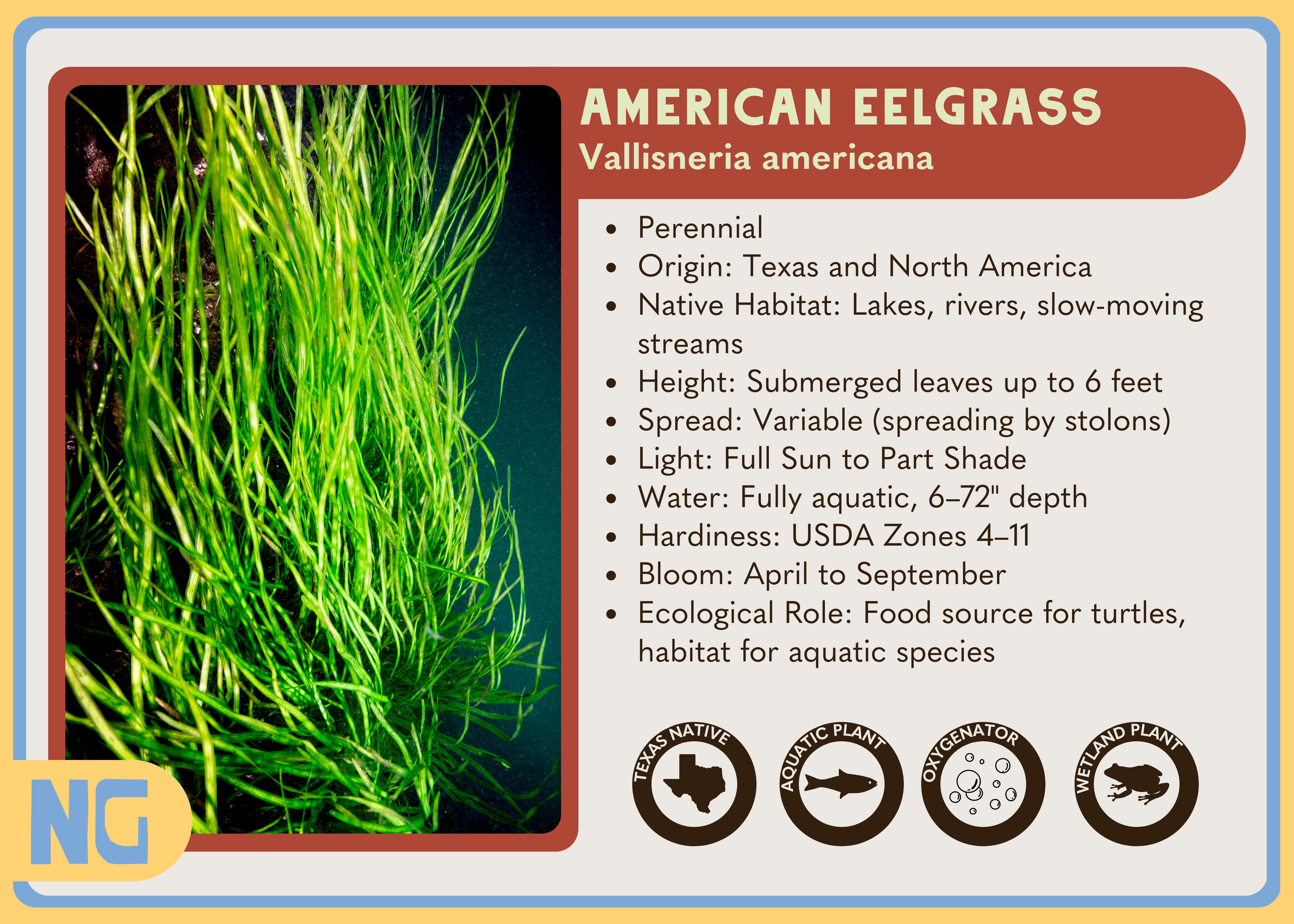 Texas Native Plant Nursery