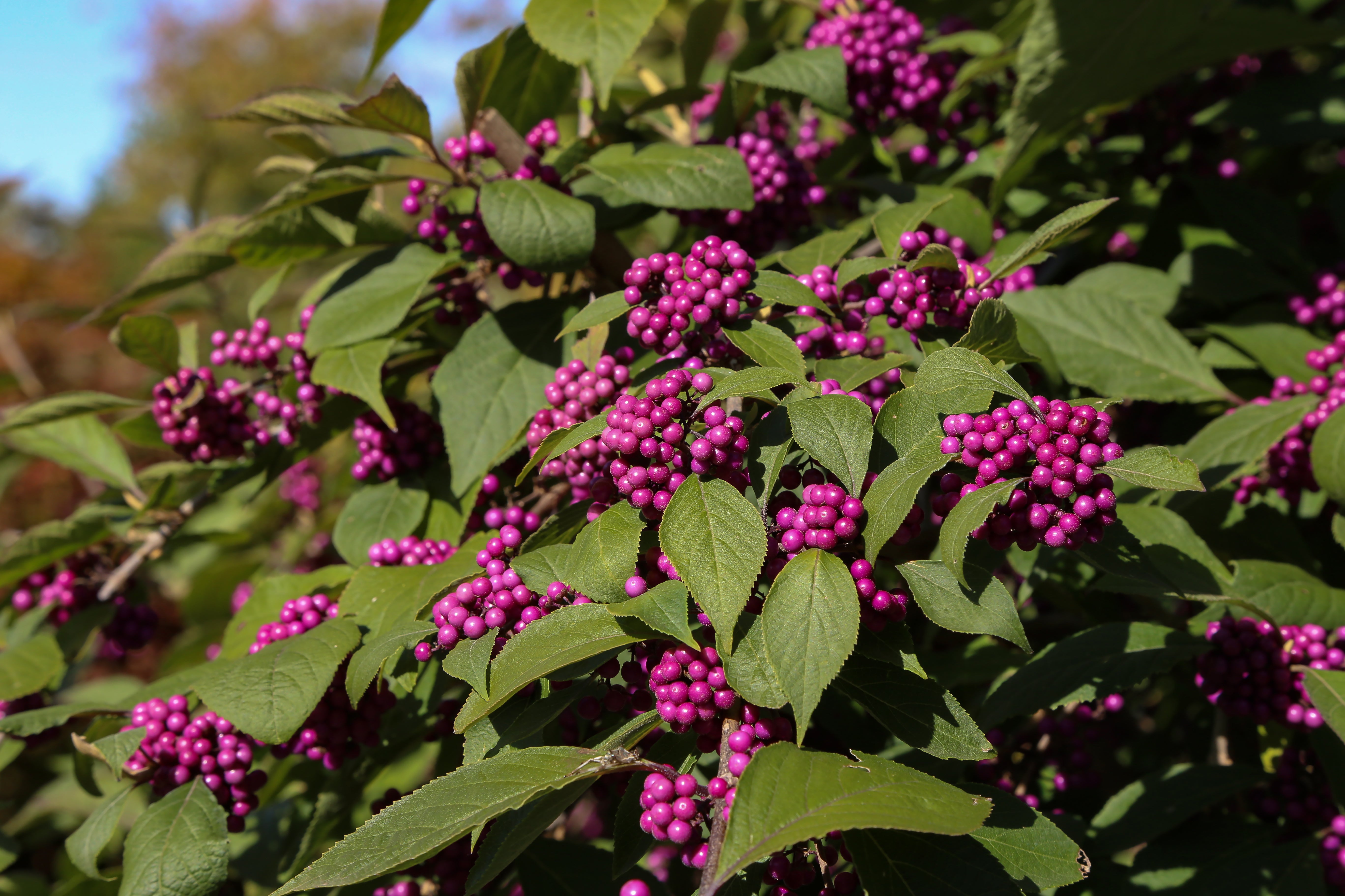 Callicarpa americana