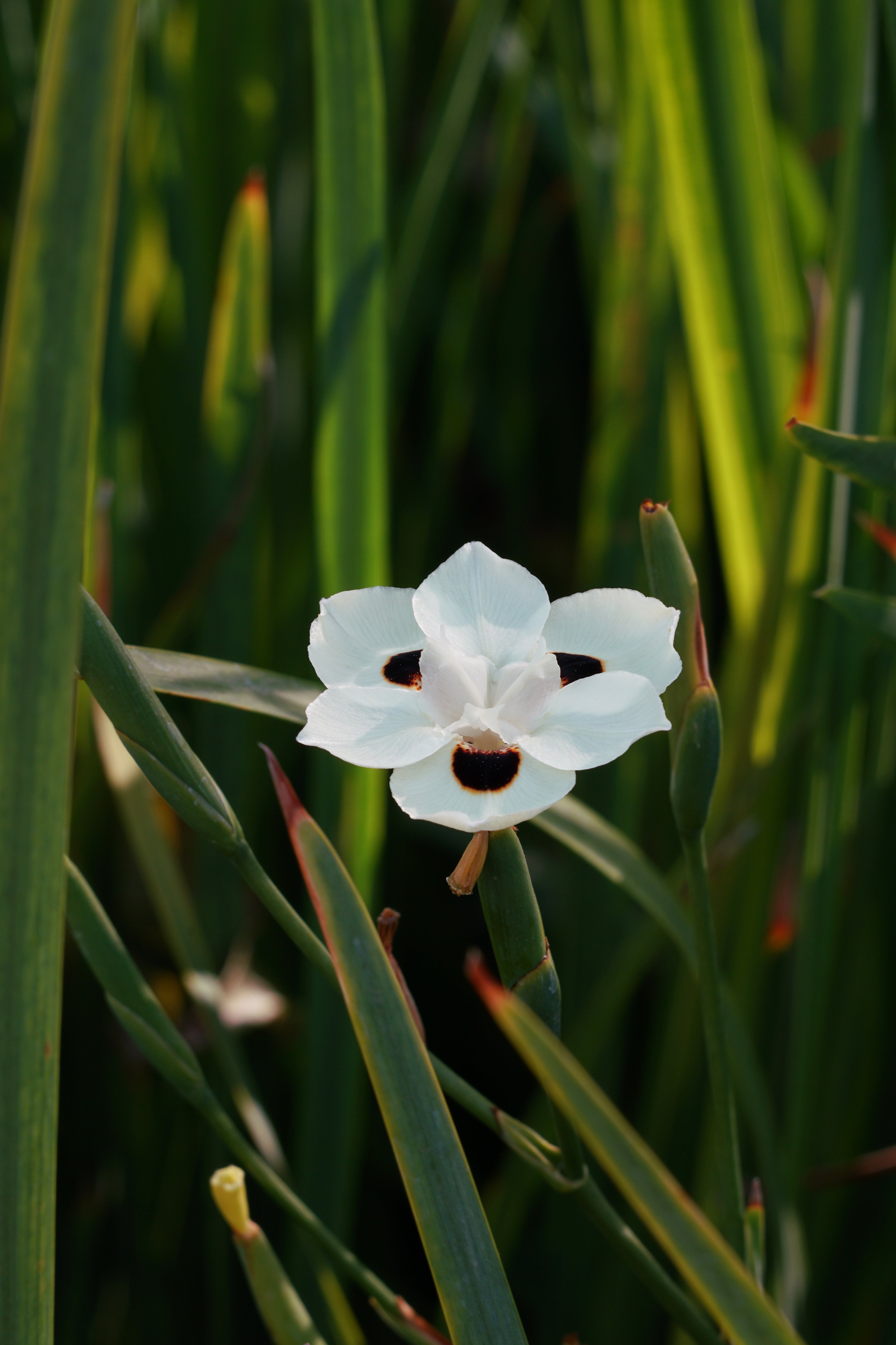 Bicolor Iris - Nativo Gardens