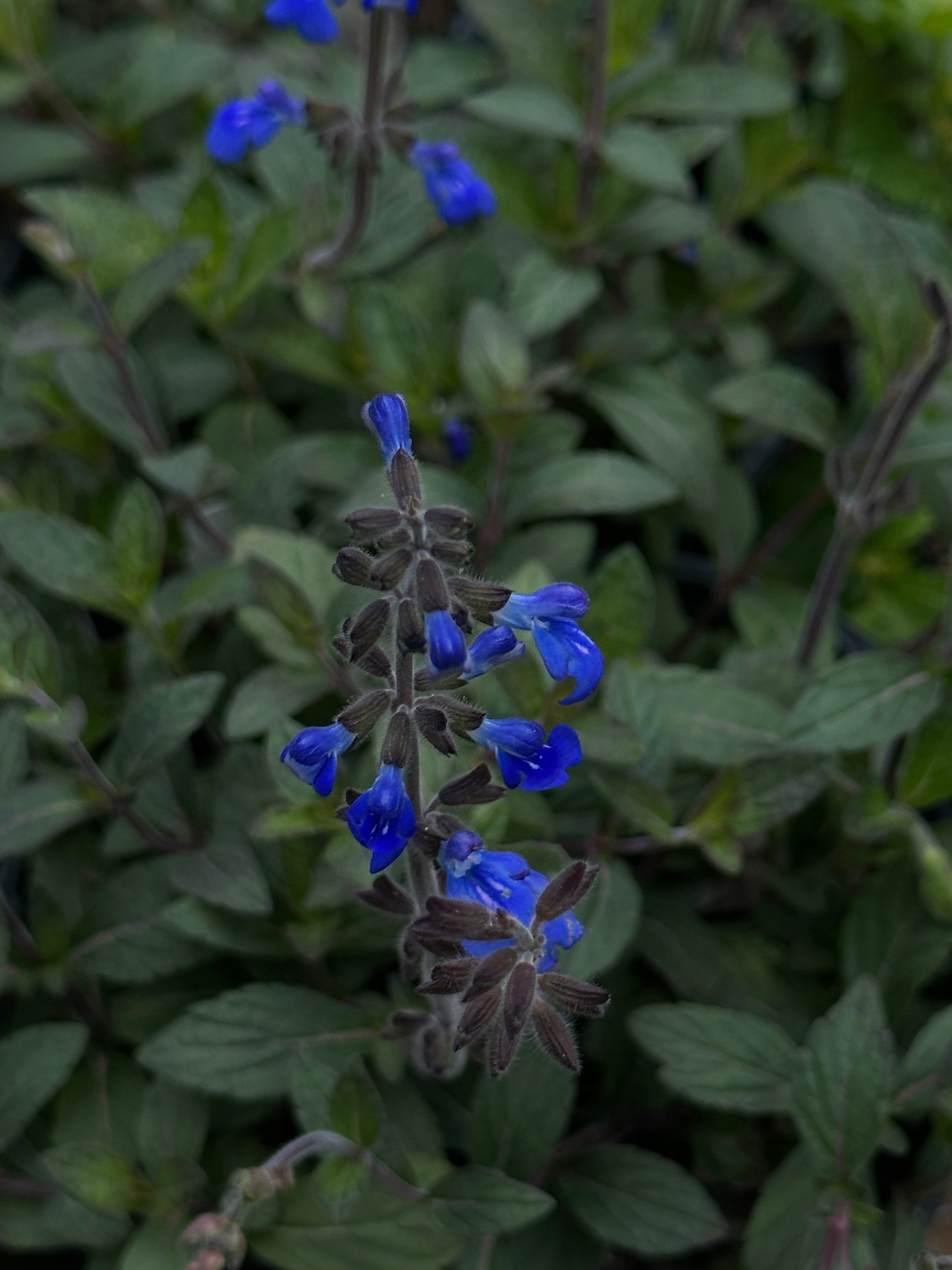 Sinaloan Blue Sage
