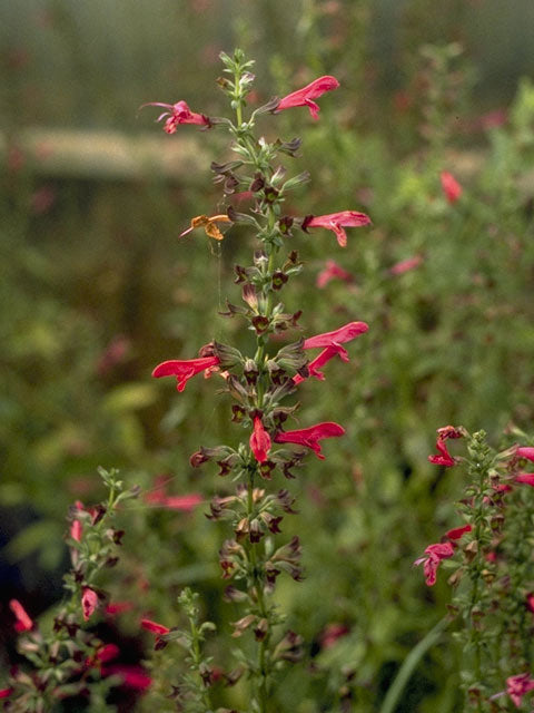 Salvia pentstemonoides
