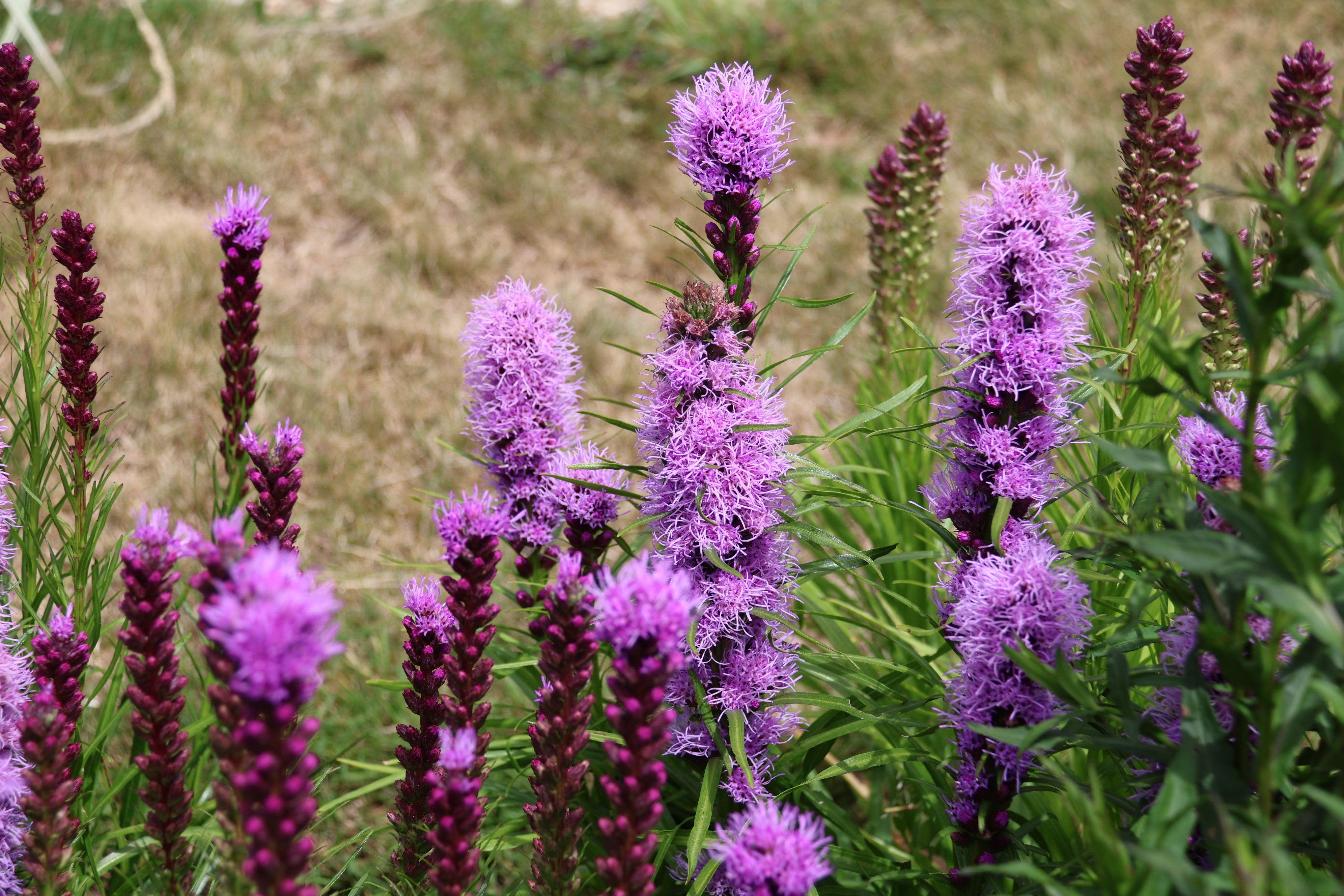 Dense Blazing Star