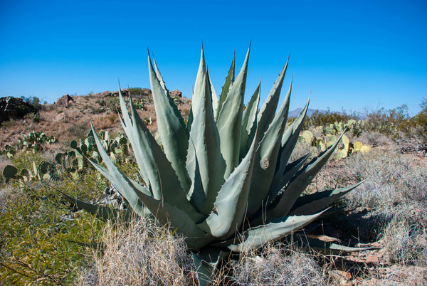 Blue Agave 'Century Plant'