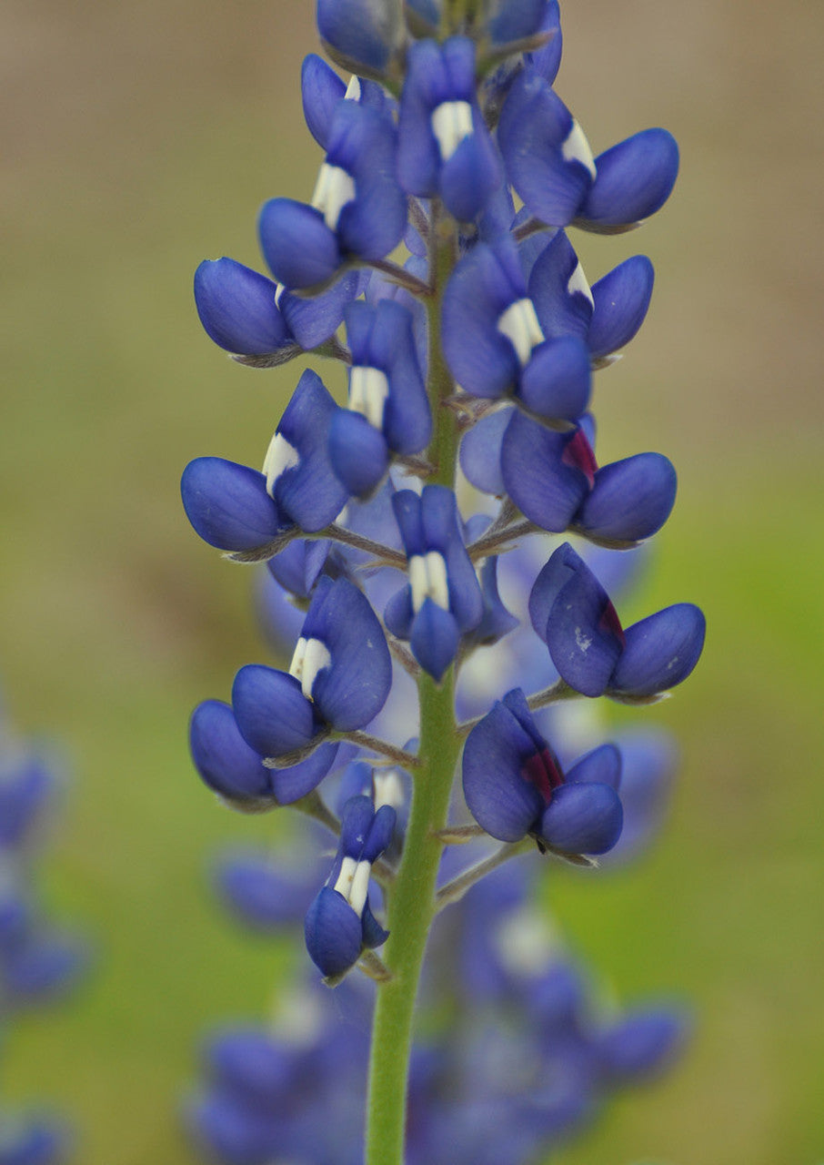 Texas Bluebonnet Seeds