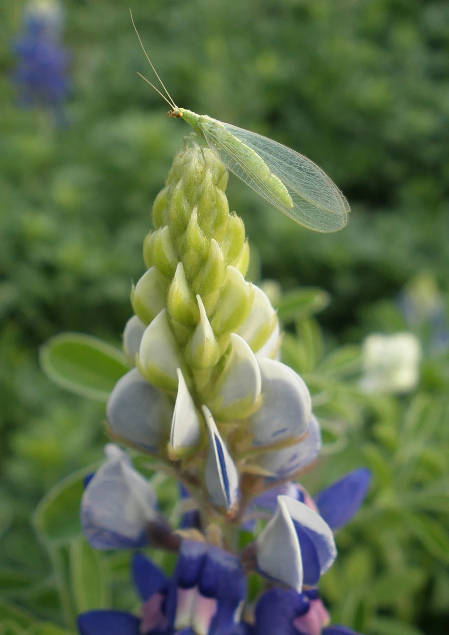 Texas Bluebonnet Seeds