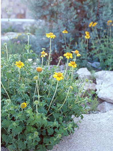 Bush Sunflower