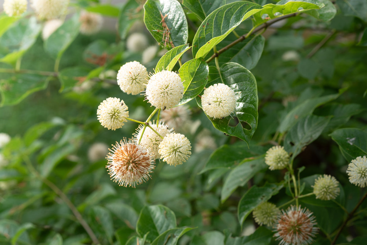 Button Bsh Button Bush – Nativo Gardens