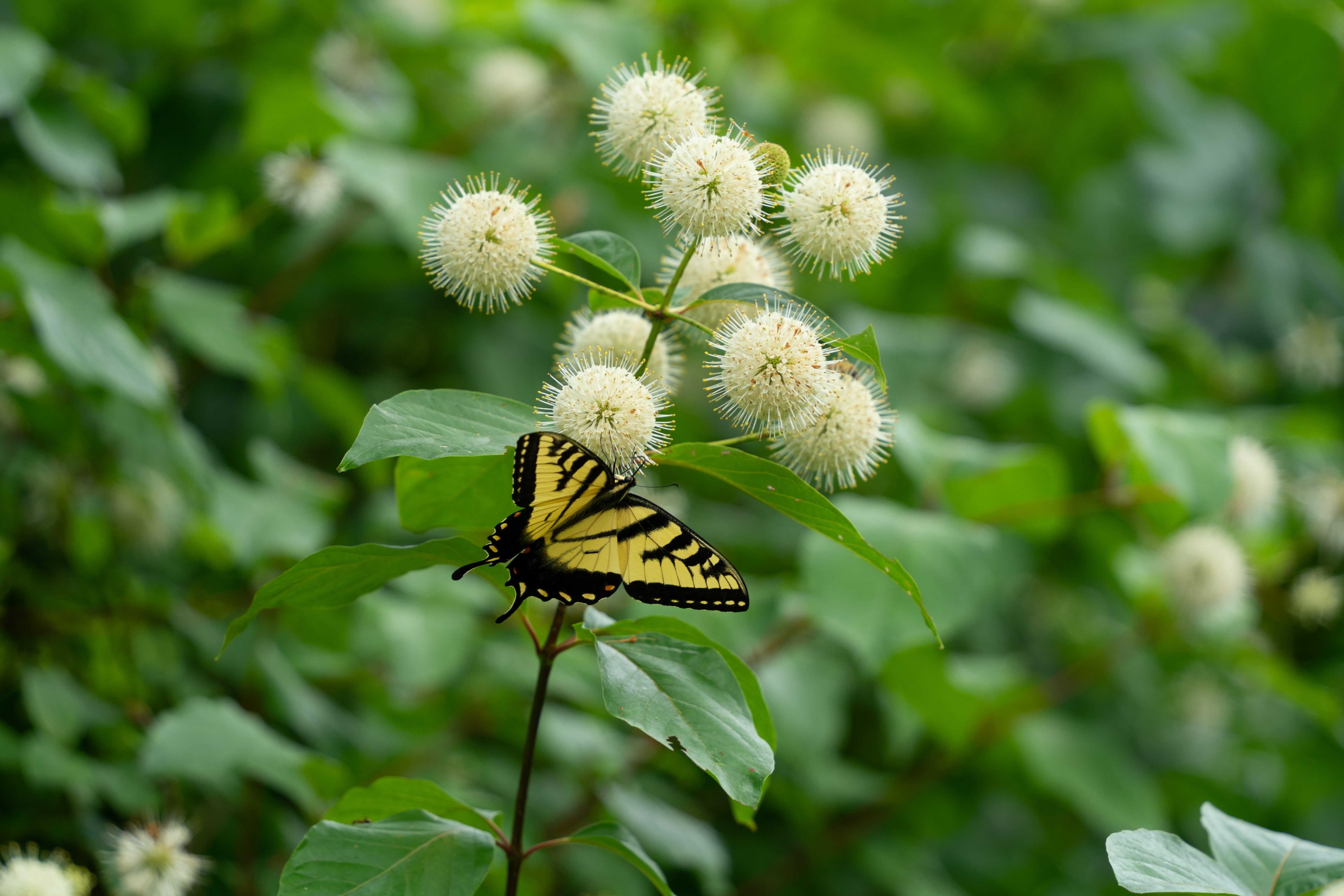 Cephalanthus occidentalis