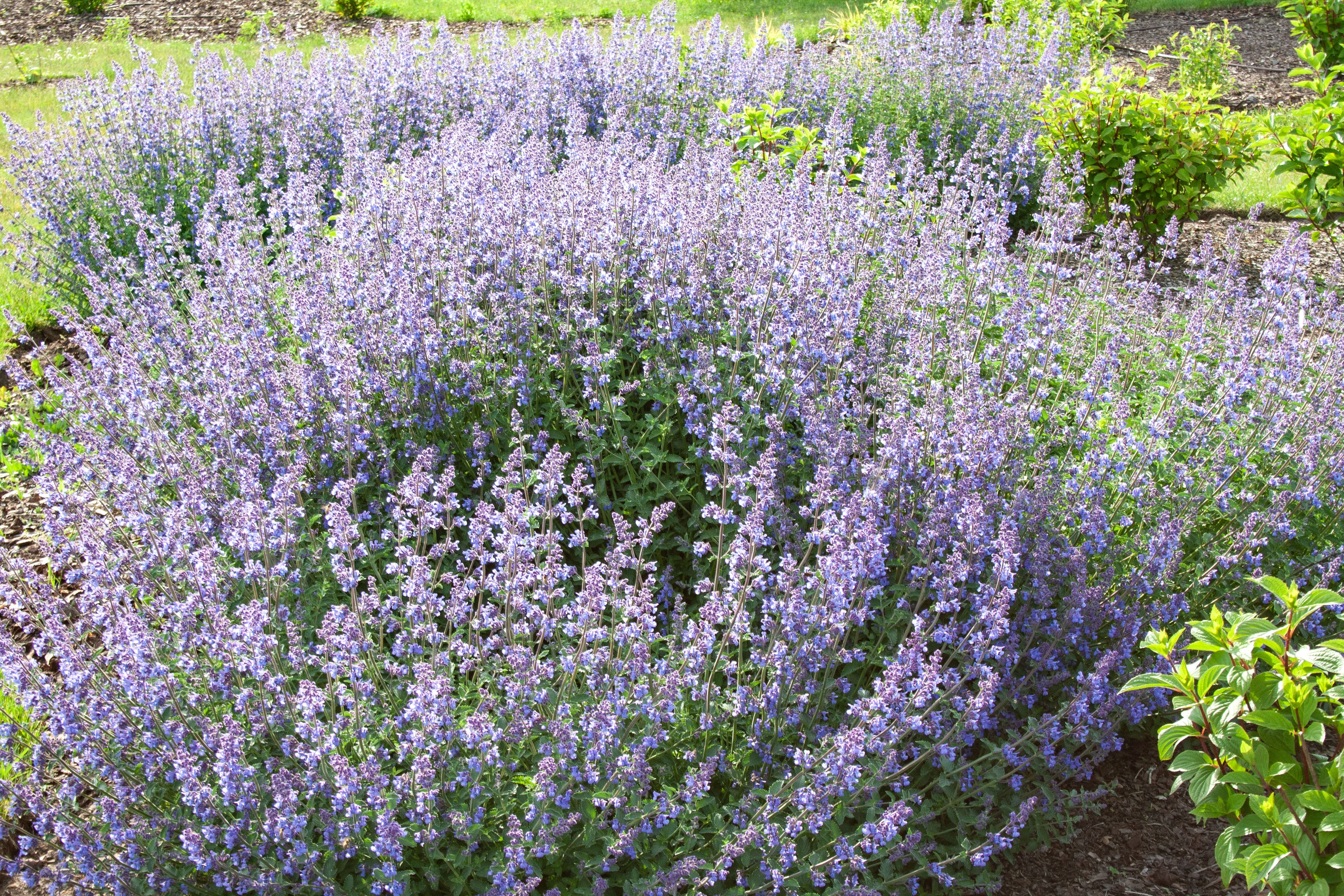 Catmint 'Walker's Low'