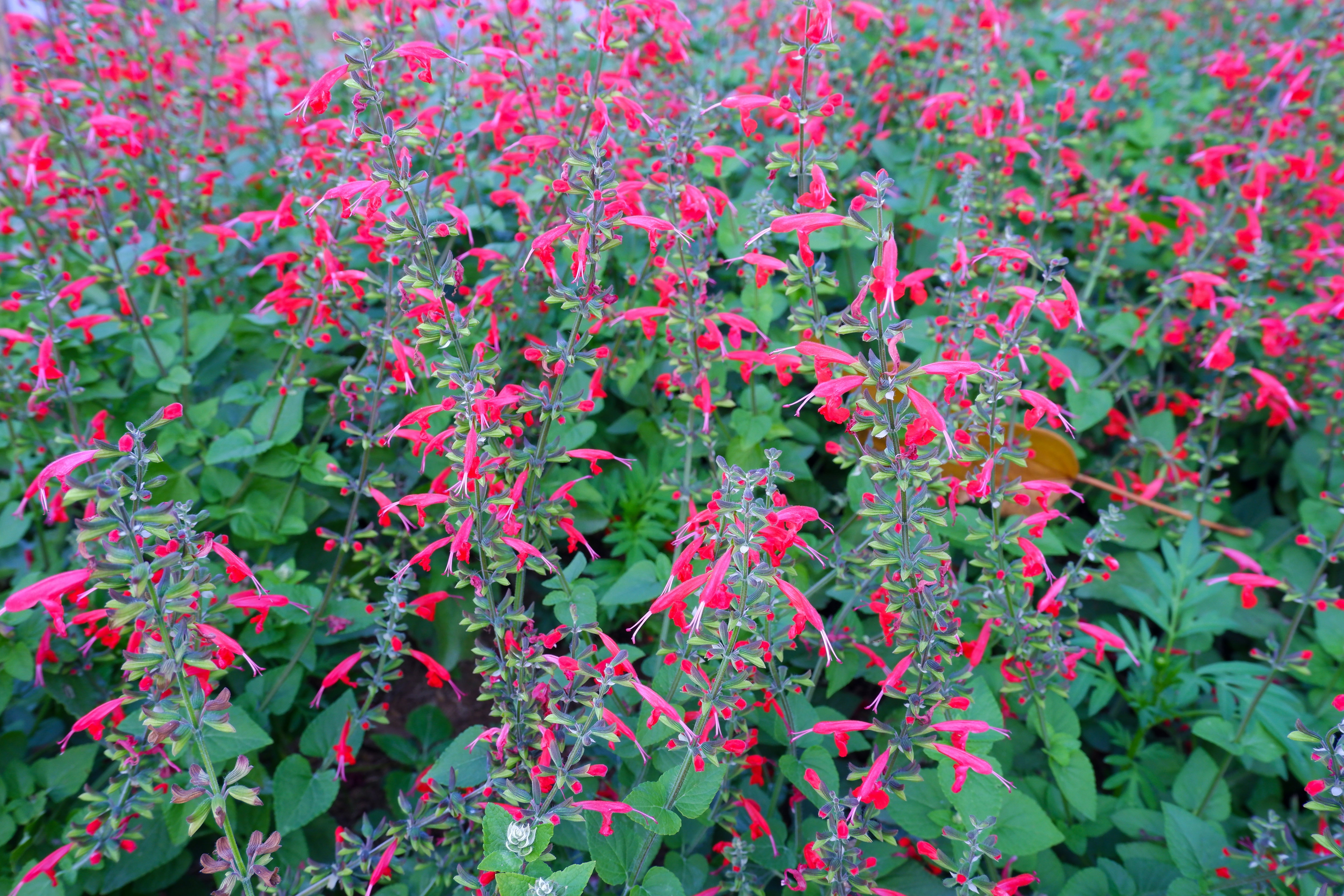 cedar sage